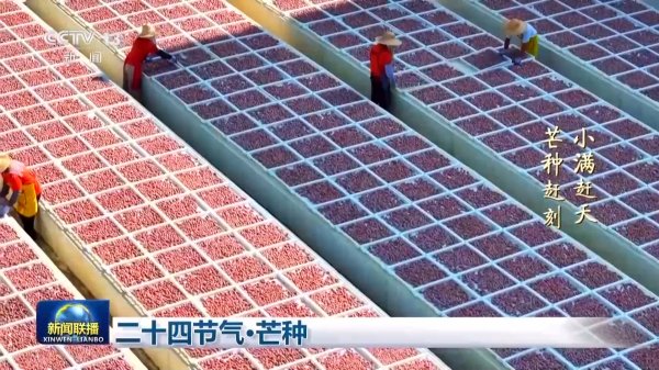 「Kaiyun·中国大陆」官方网站 文化中国行丨二十四骨气·芒种